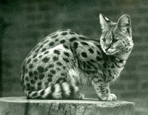 Un serval au zoo de Londres, 1923 - Frederick William Bond